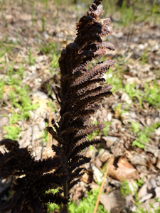 Photo By: Julie A. Lundgren. Photo taken: Rensselaer County, NY on 1 May 2020